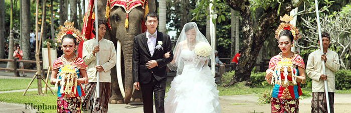 巴厘岛大象公园婚礼婚礼视频